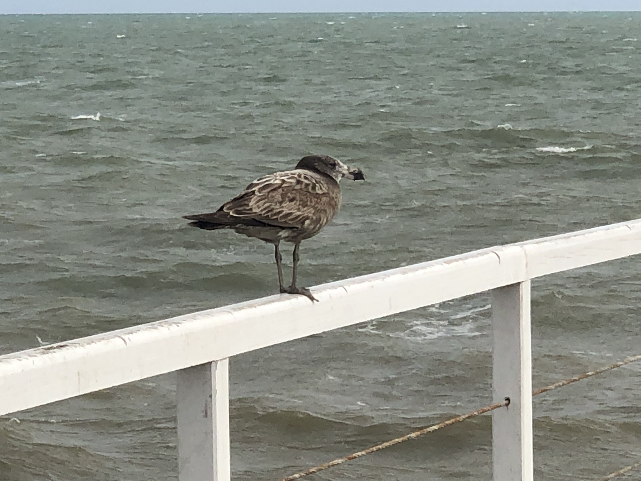 Stürmisch am Grange Beach